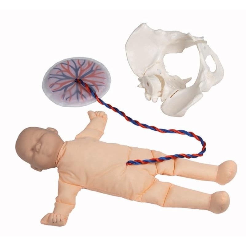 Foetus Doll with Placenta and Pelvis | Health and Care