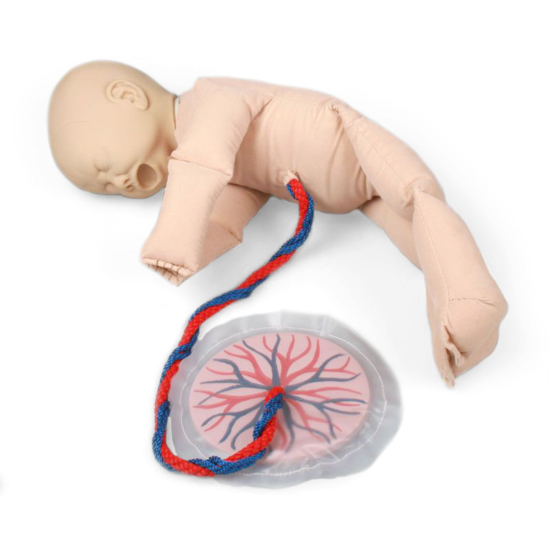 Foetus Doll with Placenta and Pelvis | Health and Care