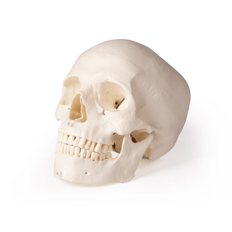 Erler Zimmer 5-part Skull Dentistry Model 