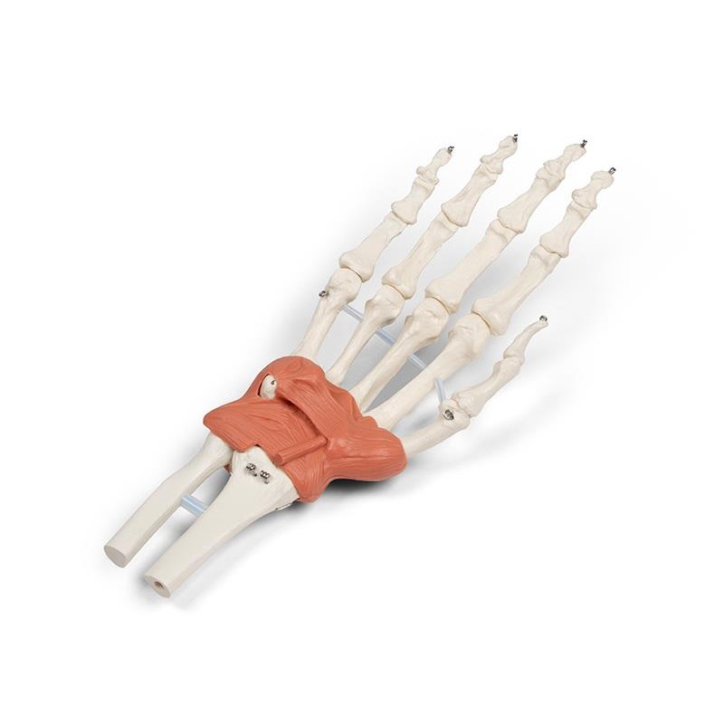 Hand and Wrist Anatomy Model