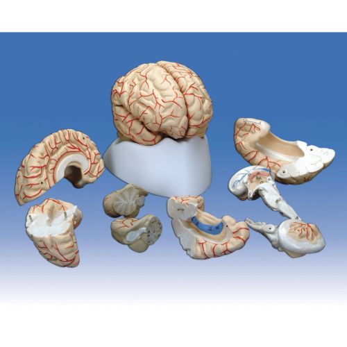 Brain Model With Arteries 8 Part