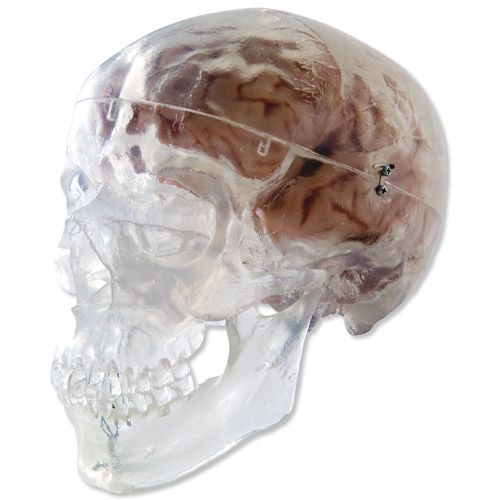 Classic Human Skull Model 3 part