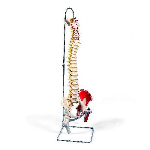 Deluxe Flexible Spine Model With Femur Heads And Painted Muscles ...