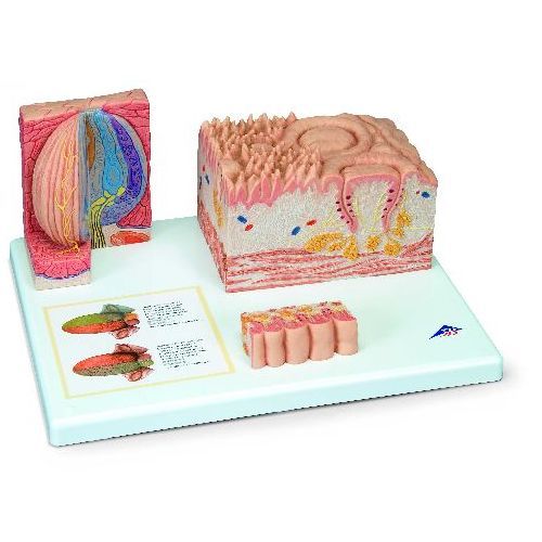 3B Microanatomy Tongue