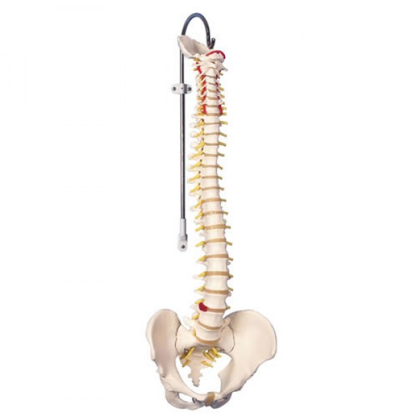 Manual Handling Set with Vertebral Column and Lifting Manikin