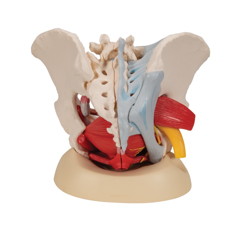 Life-Size Anatomical Female Pelvis Model | Health and Care