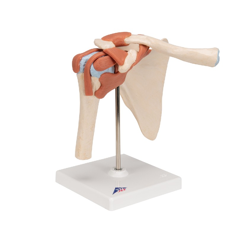 Deluxe Functional Shoulder Joint Model | Health and Care