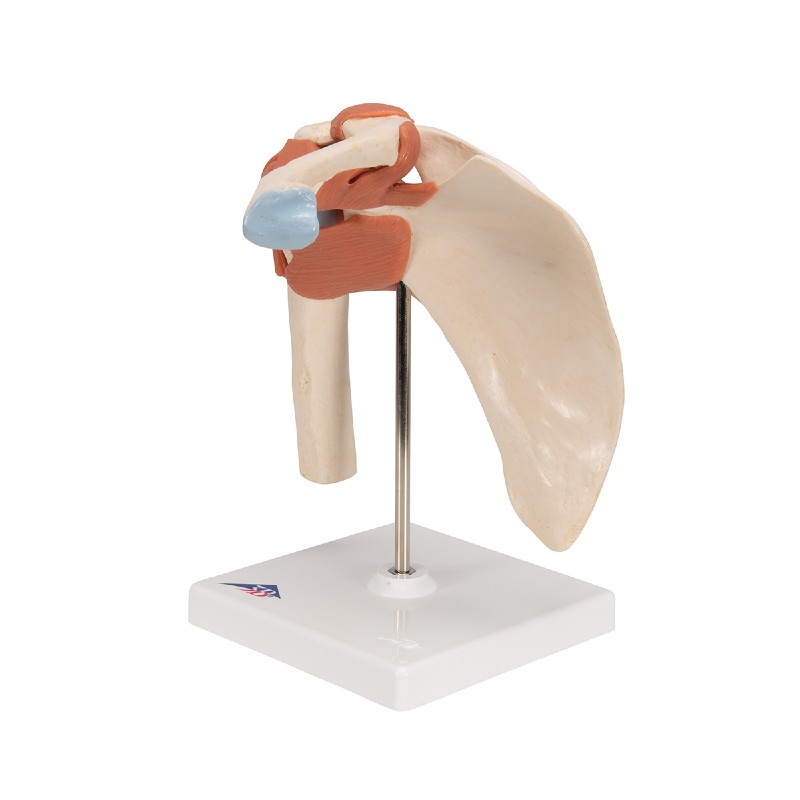 Deluxe Functional Shoulder Joint Model | Health and Care