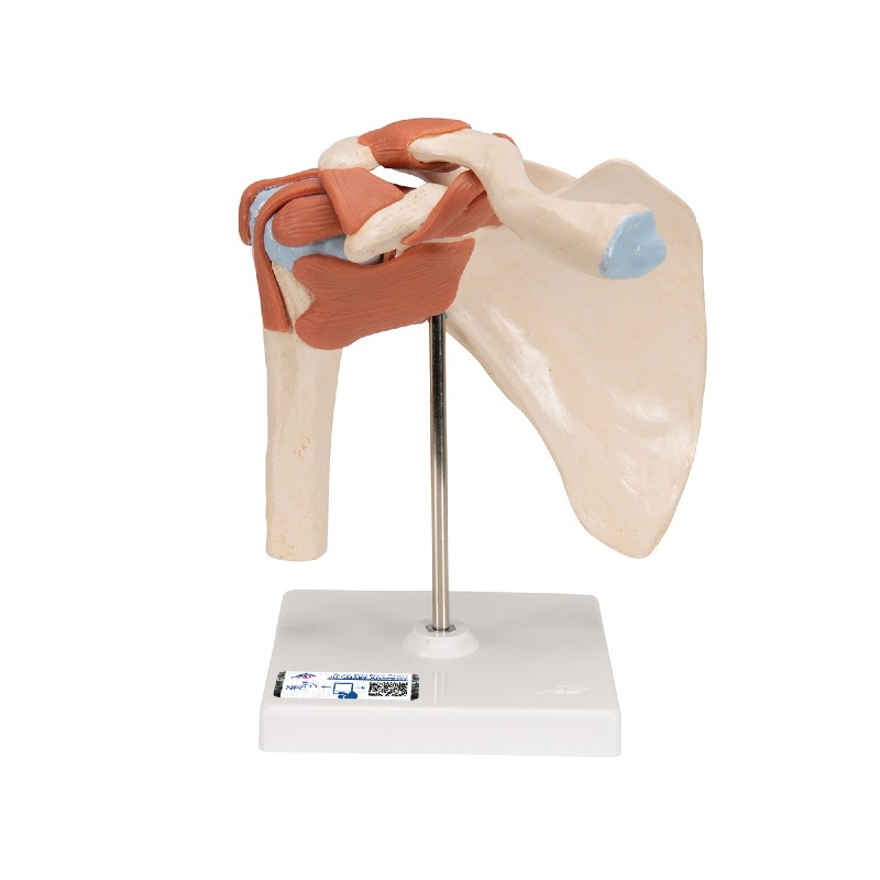 Deluxe Functional Shoulder Joint Model | Health and Care