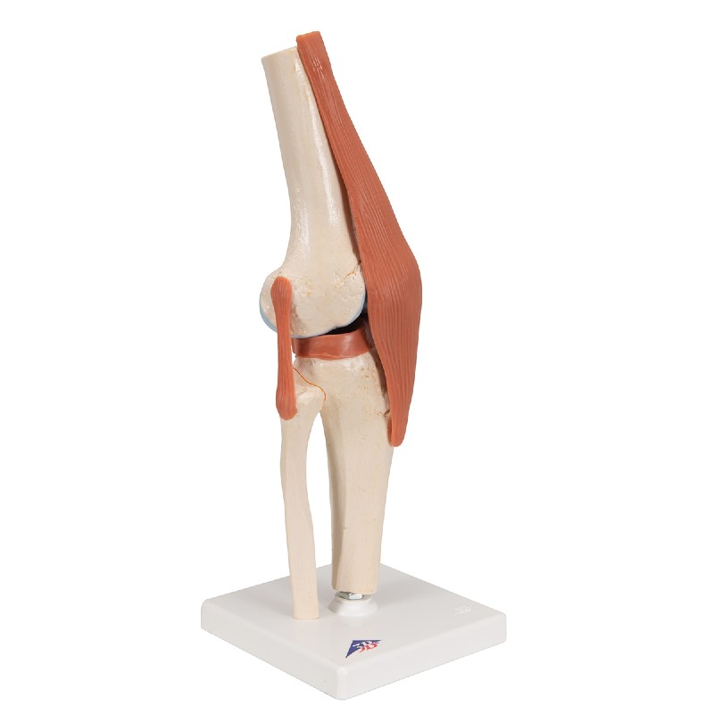 Functional Knee Joint Model With Ligaments | Health and Care