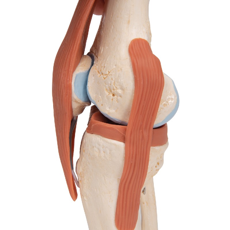 Functional Knee Joint Model With Ligaments | Health and Care