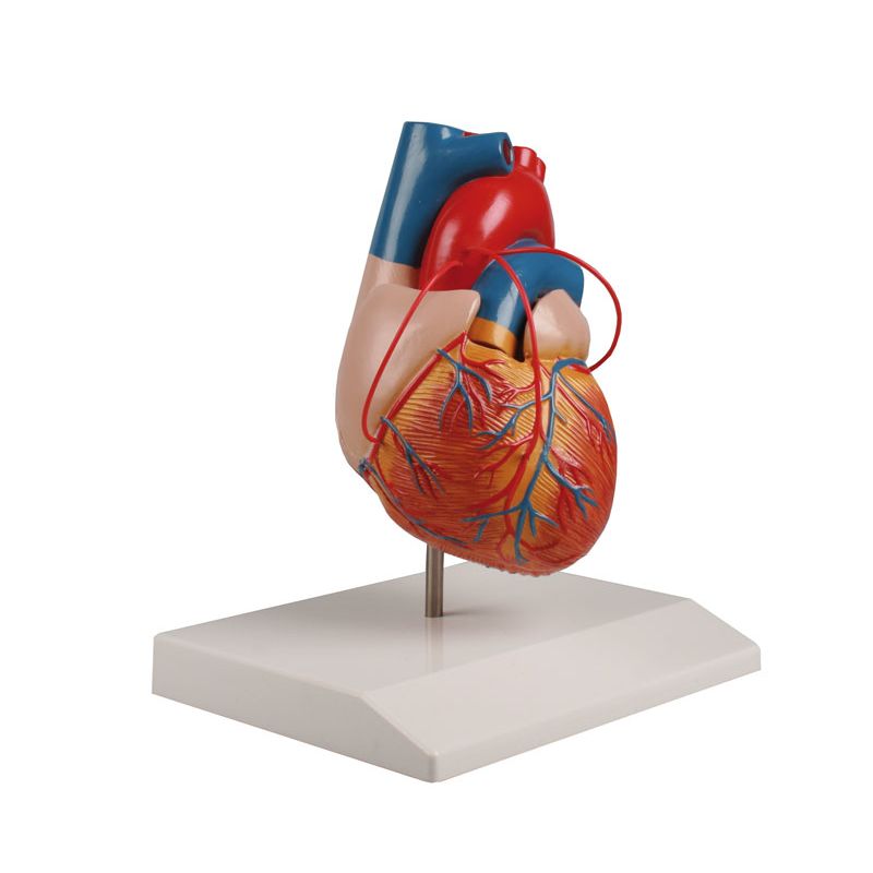 Heart Bypass Model | Health and Care