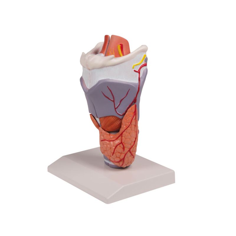 Life Size Larynx Model | Health and Care