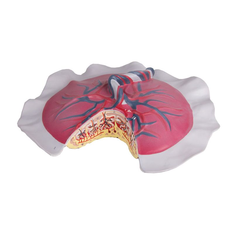 Placental Circulation Model