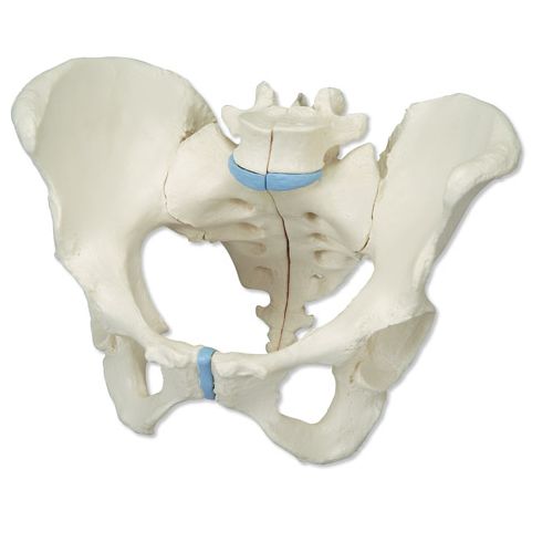 Female Pelvis 3 Part | Health and Care