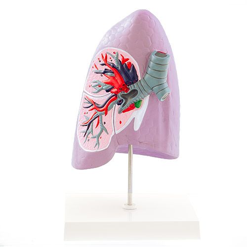 Model of a Half Lung :: Sports Supports | Mobility | Healthcare Products