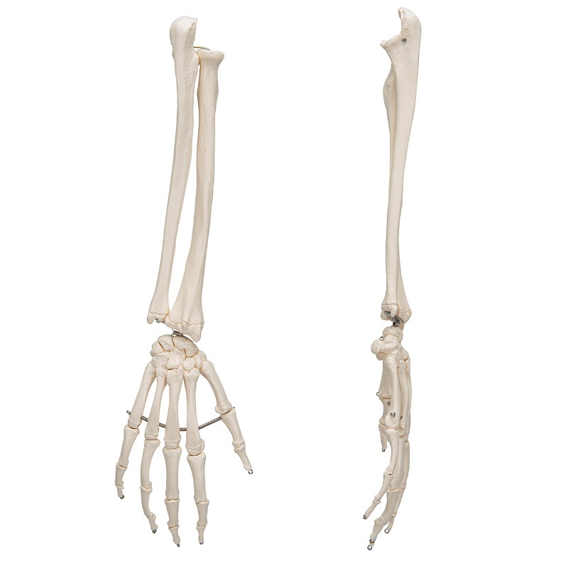 Hand Skeleton Model With Radius And Ulna | Health And Care