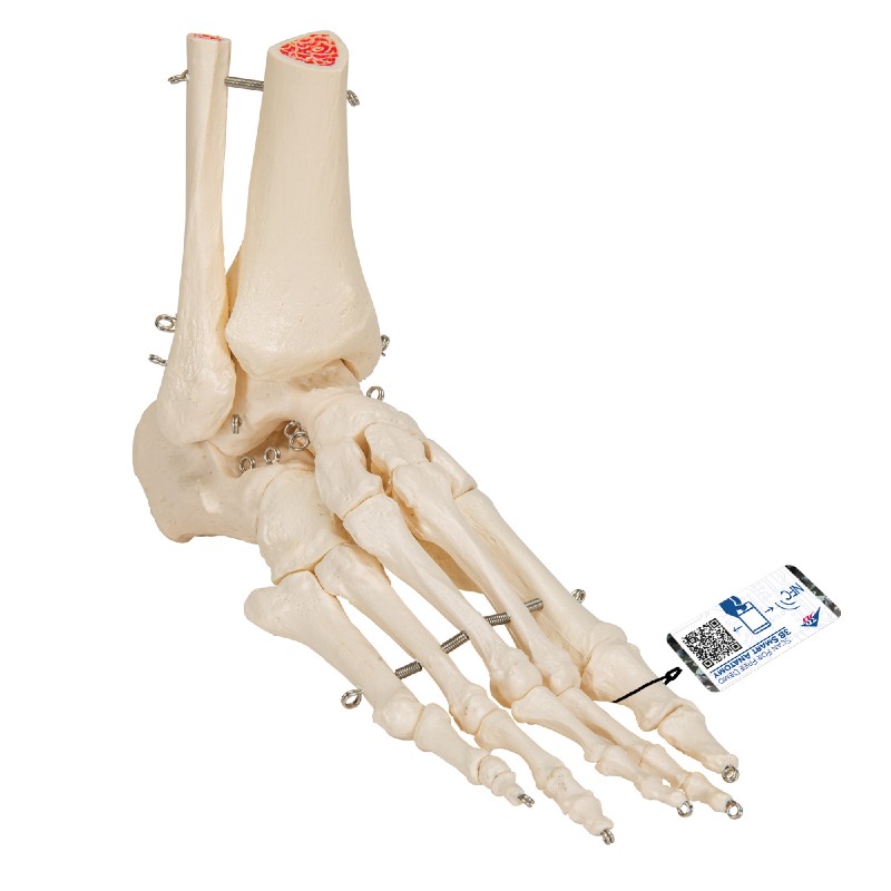 Foot and Ankle Skeleton Model