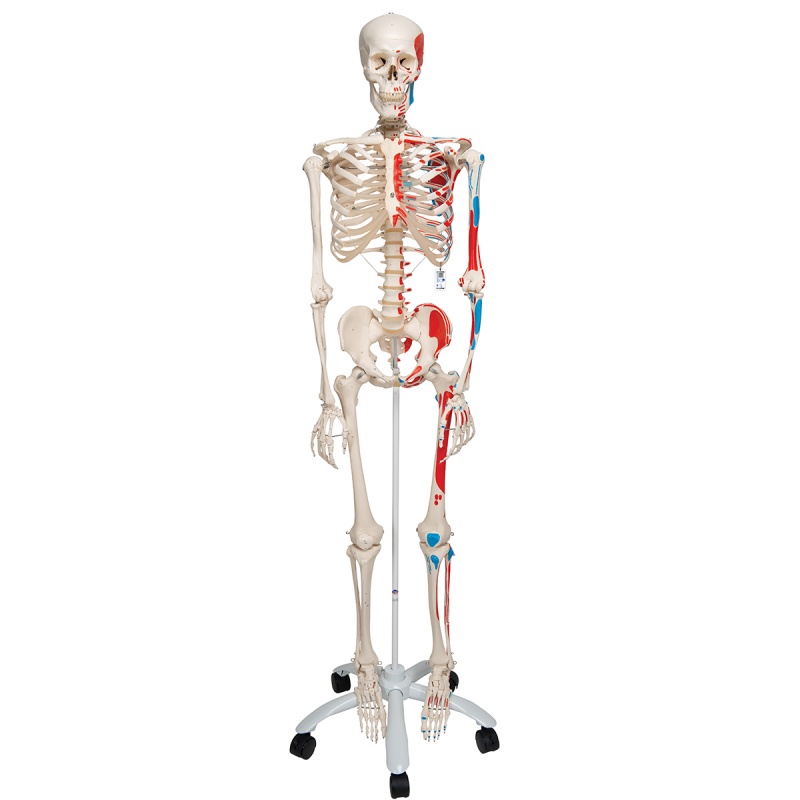 Model Skeleton With Painted Muscle Origins And Insertions