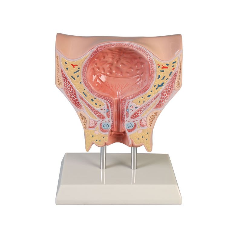 Female Bladder Model