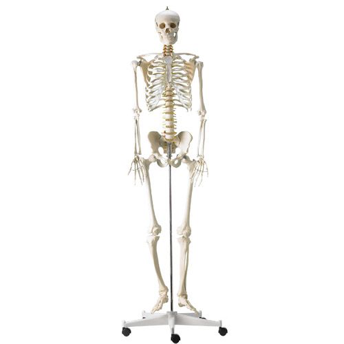 Life-Sized Human Skeleton | Health and Care