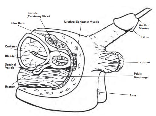 Lifeform-Male-and-Female-Catheter-Models-1