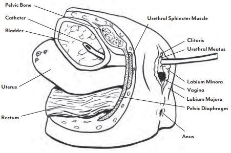 Lifeform-Male-and-Female-Catheter-Models-2