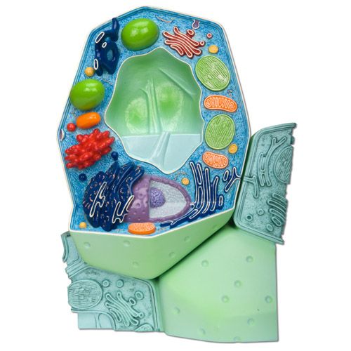 Plant Cell Model Magnified Times Health And Care