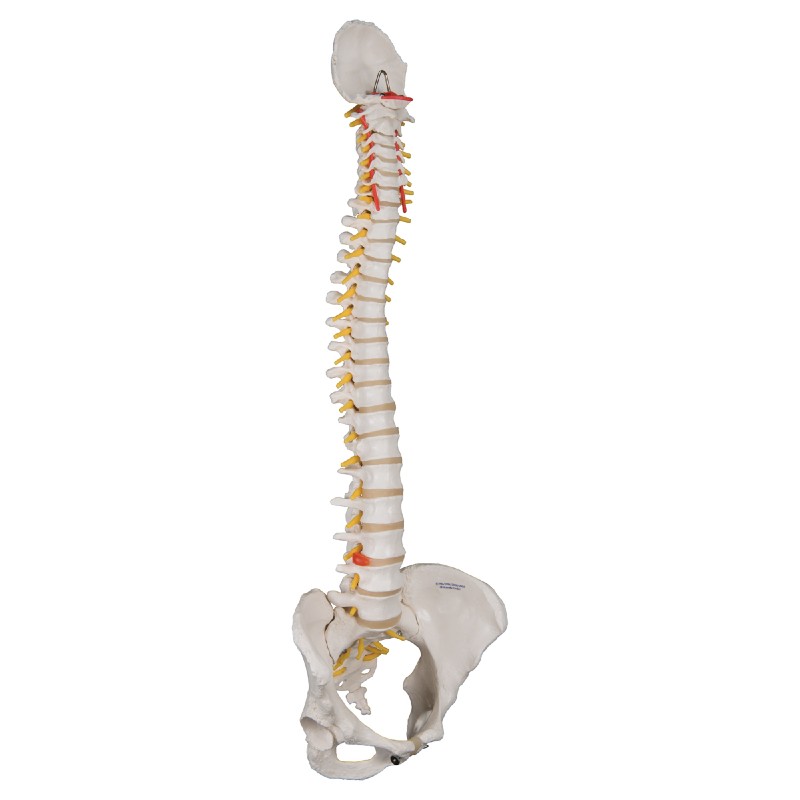 Flexible Female Spine and Pelvis Model | Health and Care