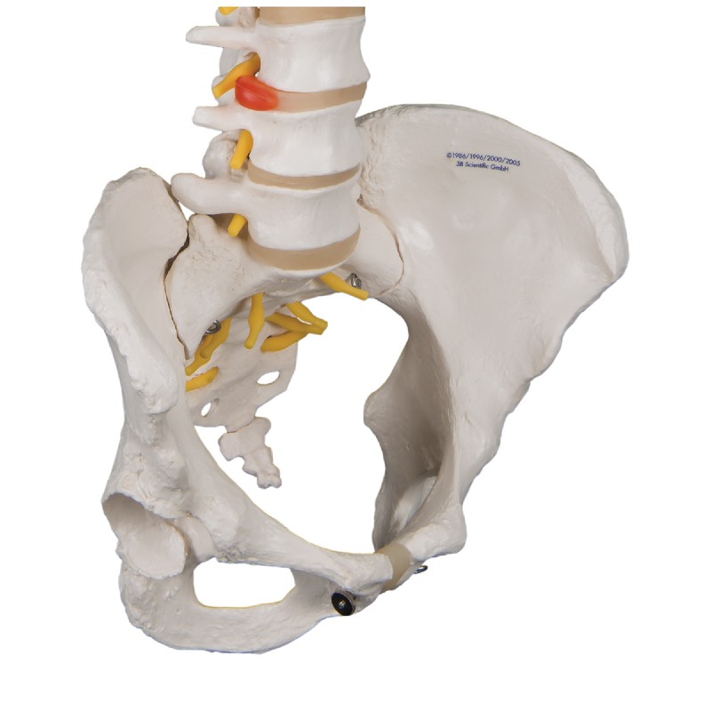 Flexible Female Spine and Pelvis Model | Health and Care