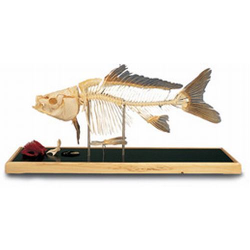 Fish Skeleton - Carp Cyprinus Carpio