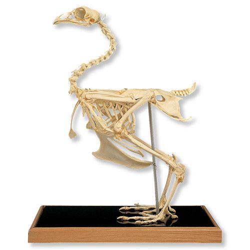 Chicken Skeleton Gallus Gallus :: Sports Supports | Mobility ...