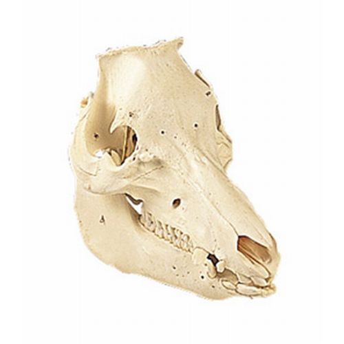 Pig Skull Sus Scrofa