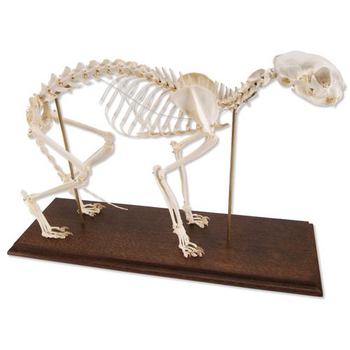 Cat Skeleton Felis Catus | Health and Care