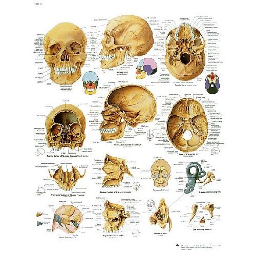 Human Skull Chart