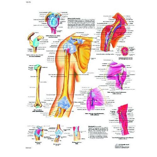 Shoulder And Elbow Chart :: Sports Supports | Mobility | Healthcare ...