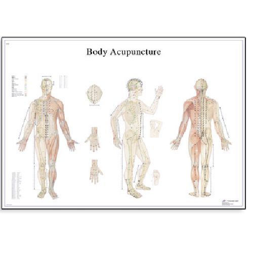 Body Acupuncture Chart