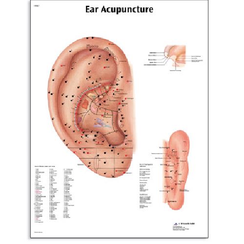 ear-acupuncture-chart-health-and-care