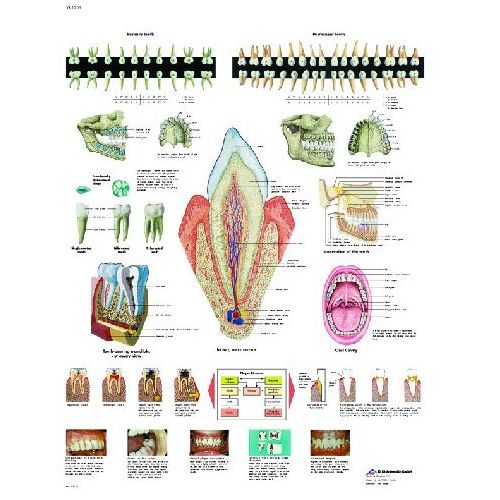 The Teeth Chart | Health and Care