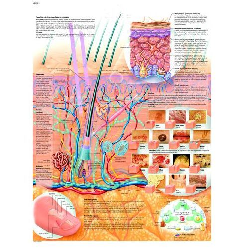 The Skin Chart | Health and Care