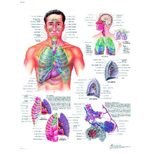 The Respiratory System Chart | Health and Care