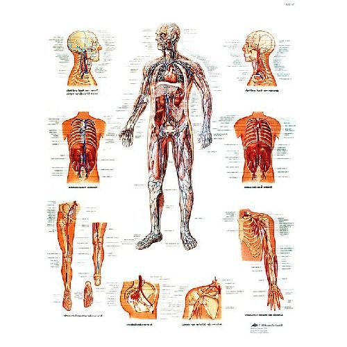 The Vascular System Chart | Health and Care