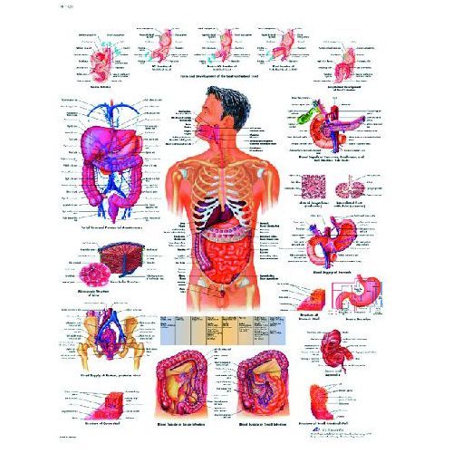 The Gastrointestinal System Chart