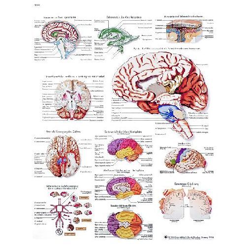 Human Brain Chart | Health and Care