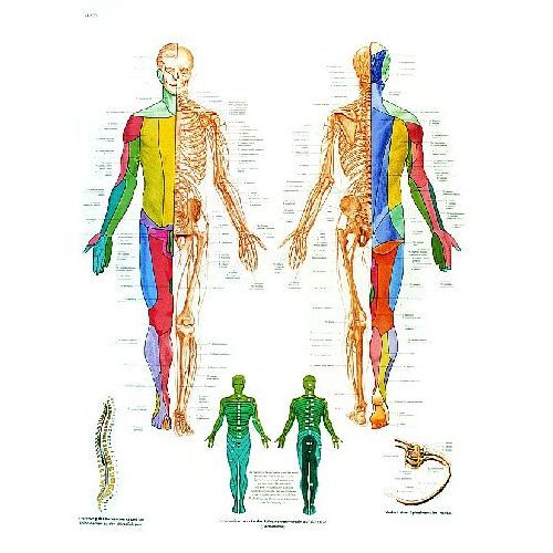 Spinal Nerves Chart