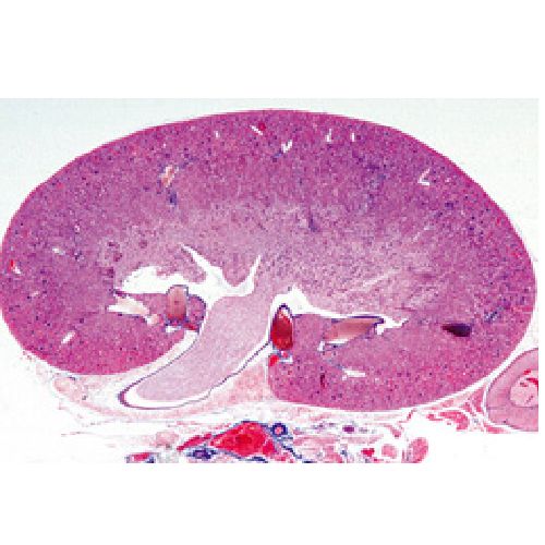 Histology Of Mammalia Elementary Set - Spanish