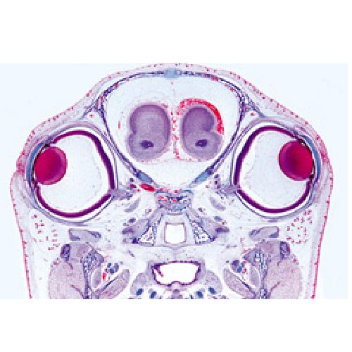 Series Iii. Organs Of Sense - English Slides