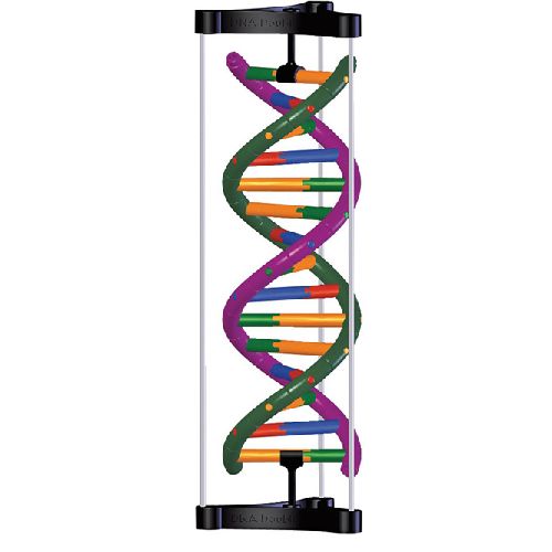 Dna Double Helix Structure Model Health And Care