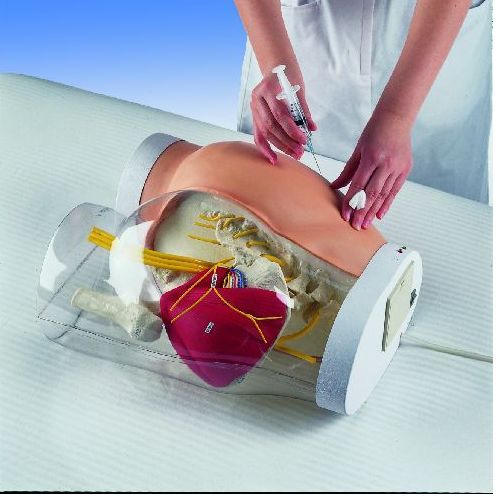 Two-In-One I.M. Injection Model Of Buttock