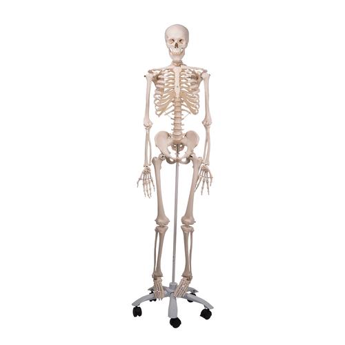 Anatomical Model Skeleton Stan A10